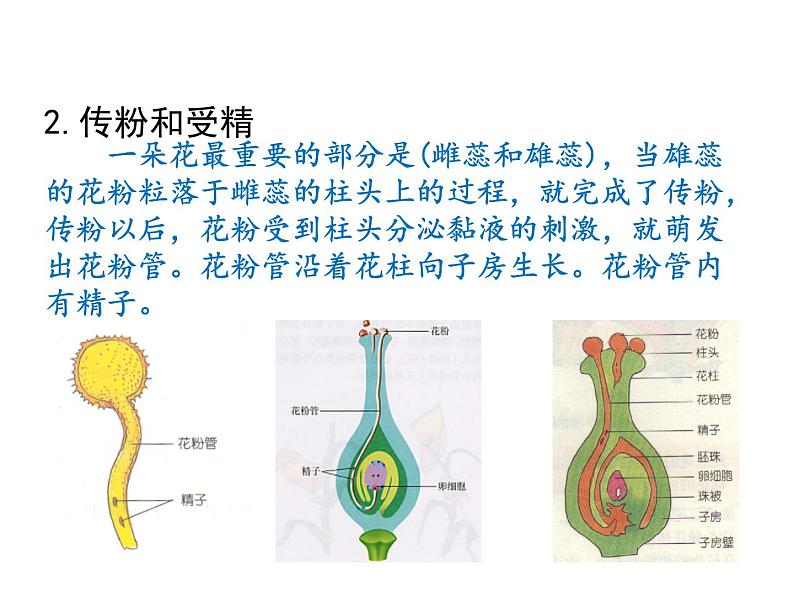 7.1.1 植物的生殖 课件第8页