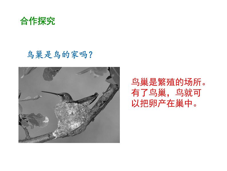 7.1.4 鸟的生殖和发育 课件04