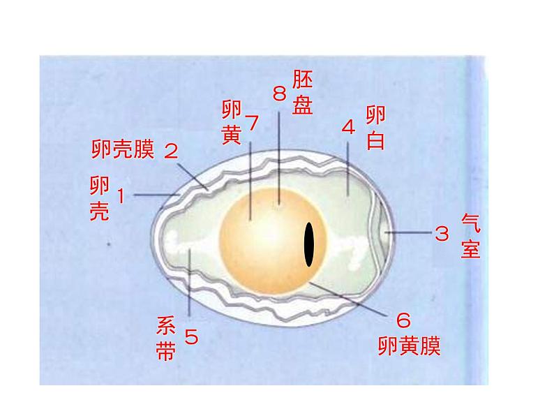 7.1.4 鸟的生殖和发育 课件06