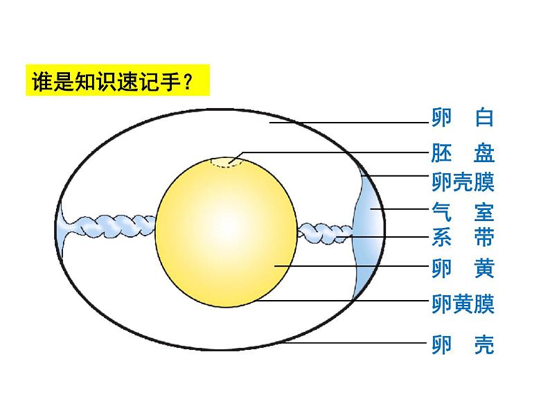 7.1.4 鸟的生殖和发育 课件07