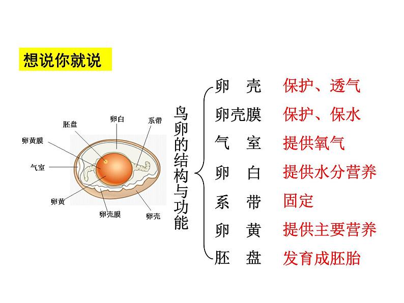 7.1.4 鸟的生殖和发育 课件08