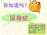 2020--2021学年人教版初中生物七年级下册第四单元第五章  人体内废物的排出  课件（37张PPT）