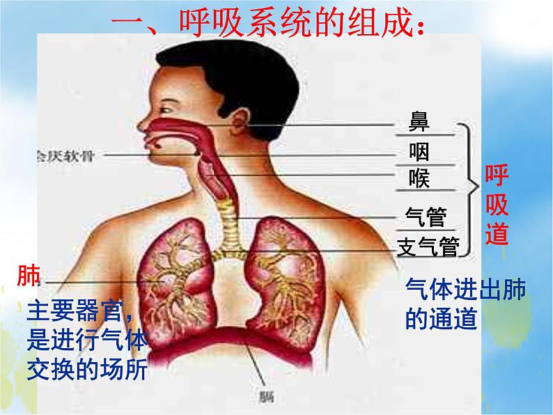 2020--2021学年人教版初中生物七年级下册第四单元第三章 第2节 发生在肺内的气体交换 课件（21张PPT）第3页