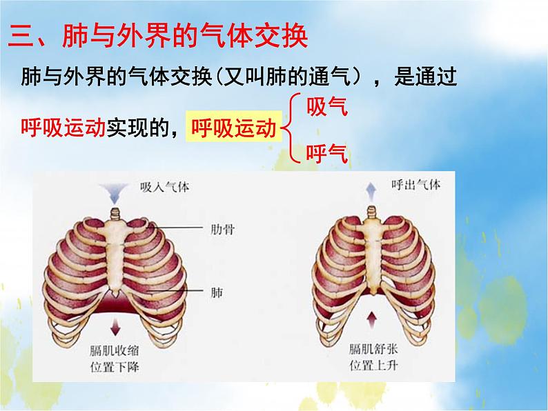 2020--2021学年人教版初中生物七年级下册第四单元第三章 第2节 发生在肺内的气体交换 课件（21张PPT）第6页