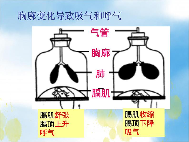 2020--2021学年人教版初中生物七年级下册第四单元第三章 第2节 发生在肺内的气体交换 课件（21张PPT）第8页