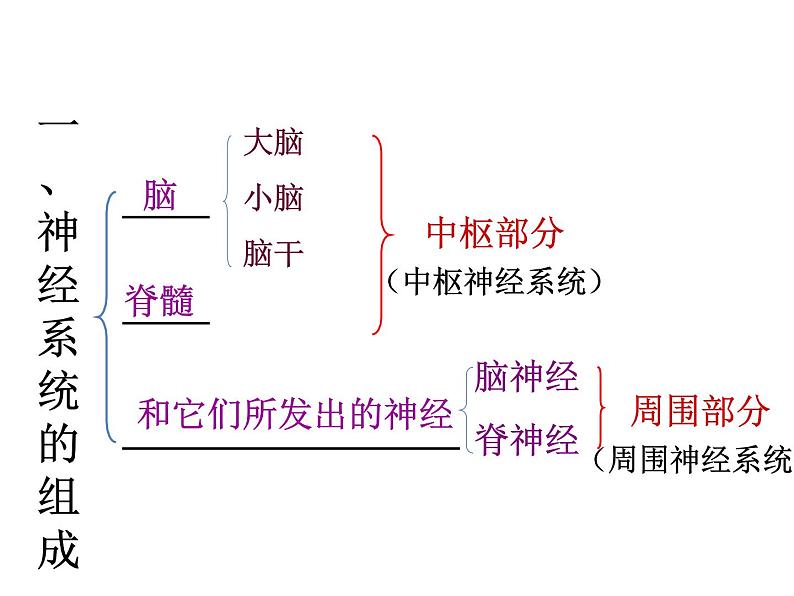 人教版生物七年级下册  4.6.2神经系统的组成  课件（28张PPT）08