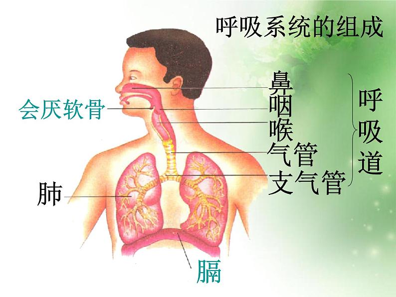 人教版初中生物七年级下册第四单元第三章 第1节  呼吸道对空气的处理   课件（27张PPT）03