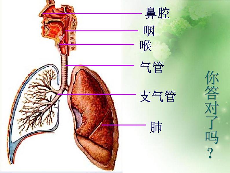 人教版初中生物七年级下册第四单元第三章 第1节  呼吸道对空气的处理   课件（27张PPT）04