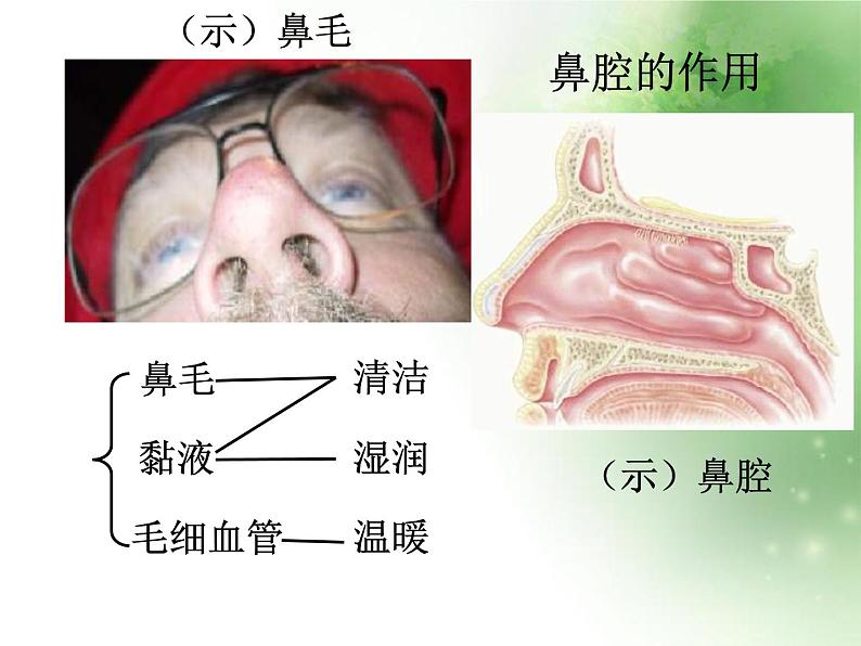 人教版初中生物七年级下册第四单元第三章 第1节  呼吸道对空气的处理   课件（27张PPT）06