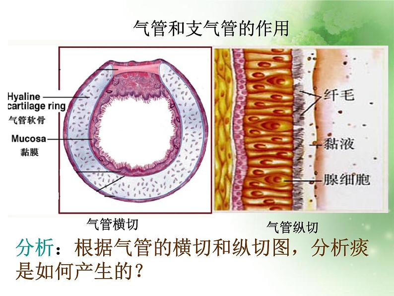 人教版初中生物七年级下册第四单元第三章 第1节  呼吸道对空气的处理   课件（27张PPT）07