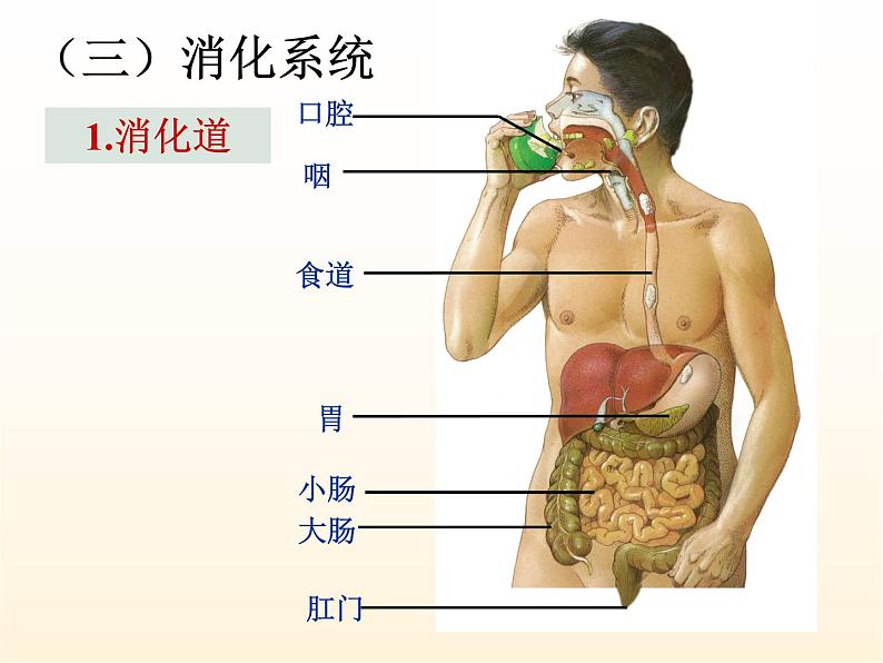 人教版生物七年级下册第四单元第二章 第2节 消化和吸收 课件（28张PPT）06