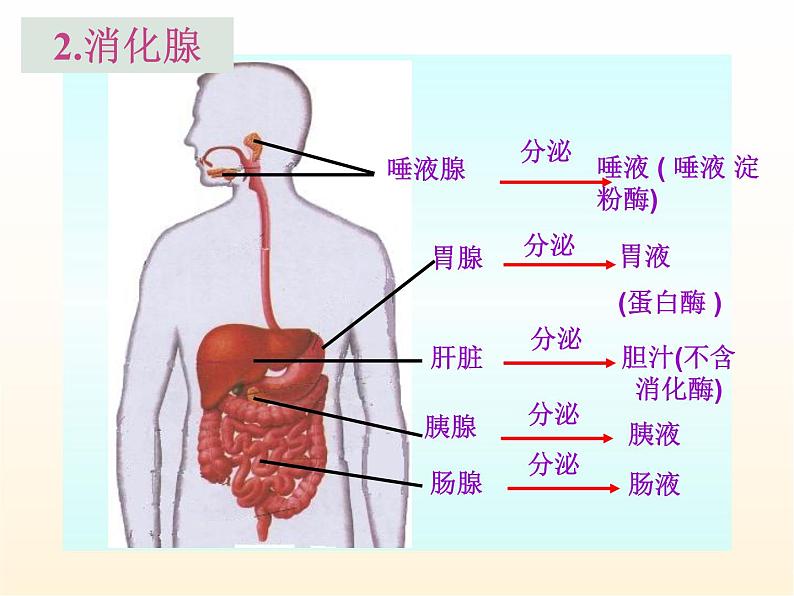 人教版生物七年级下册第四单元第二章 第2节 消化和吸收 课件（28张PPT）07