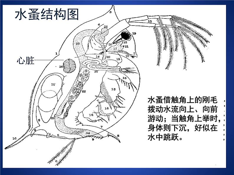 2020--2021学年北师大版生物七年级下册4.13.1.第1节 健康及其条件课件（31张PPT）07