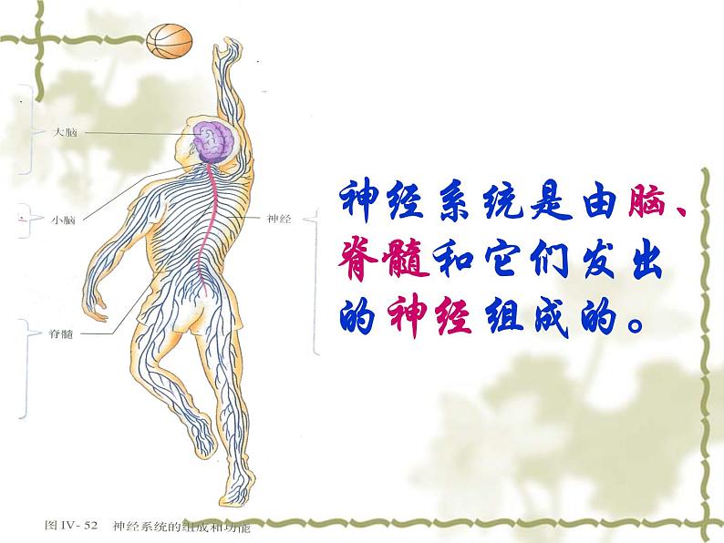 人教版生物七年级下册 4.6.2 神经系统的组成  课件（37张PPT）04