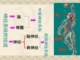 人教版生物七年级下册 4.6.2 神经系统的组成  课件（37张PPT）