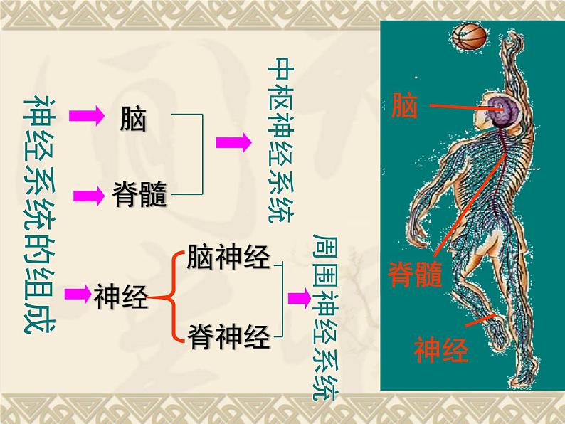 人教版生物七年级下册 4.6.2 神经系统的组成  课件（37张PPT）05