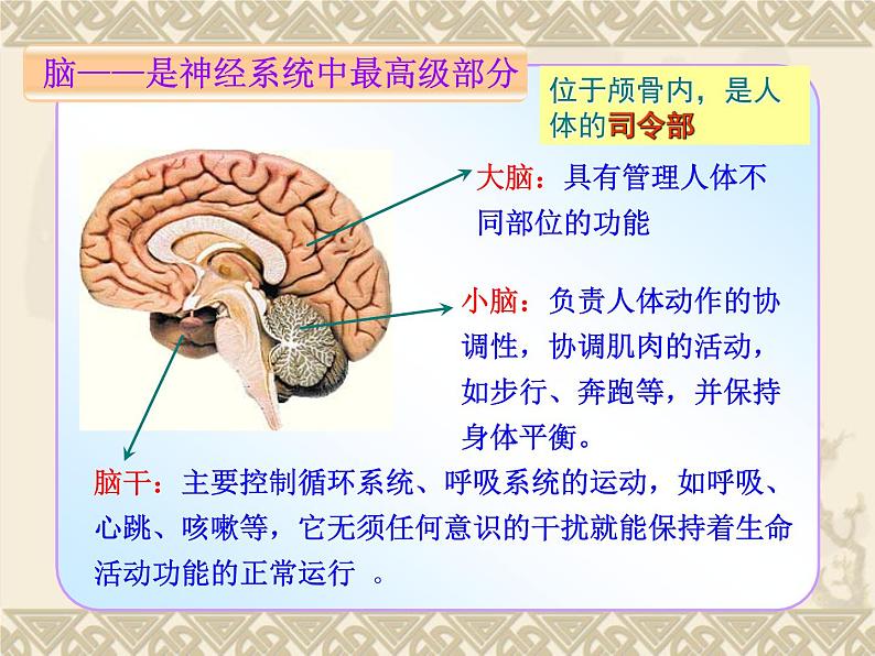 人教版生物七年级下册 4.6.2 神经系统的组成  课件（37张PPT）06