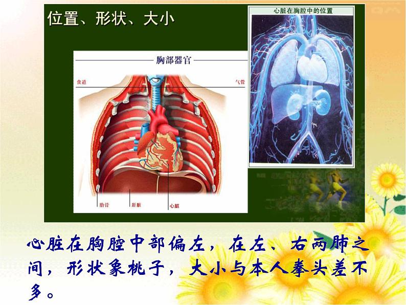 人教版七年级生物下册 4.4.3 输送血液的泵-心脏（第1课时） 课件（24张PPT）第5页