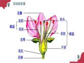 2020--2021学年人教版生物七年级下册 4.1.2人的生殖  课件 （36张PPT）