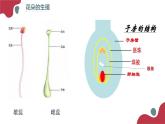 2020--2021学年人教版生物七年级下册 4.1.2人的生殖  课件 （36张PPT）