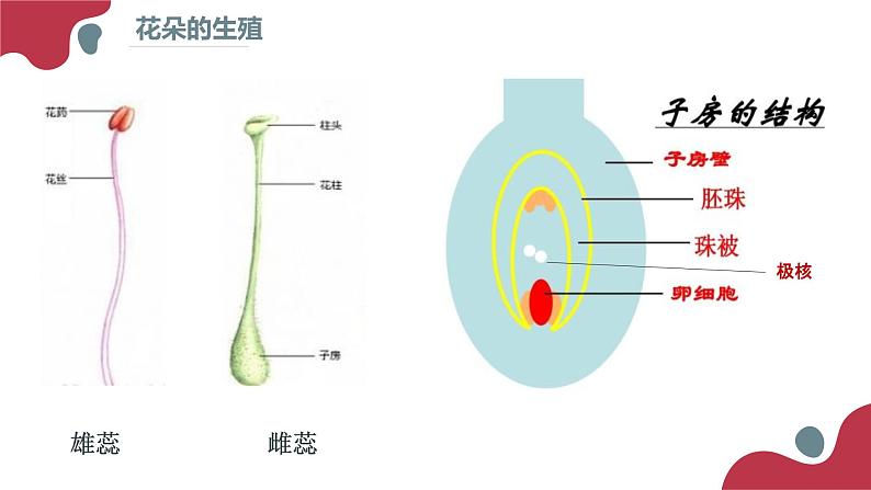 2020--2021学年人教版生物七年级下册 4.1.2人的生殖  课件 （36张PPT）04