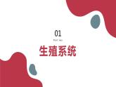 2020--2021学年人教版生物七年级下册 4.1.2人的生殖  课件 （36张PPT）