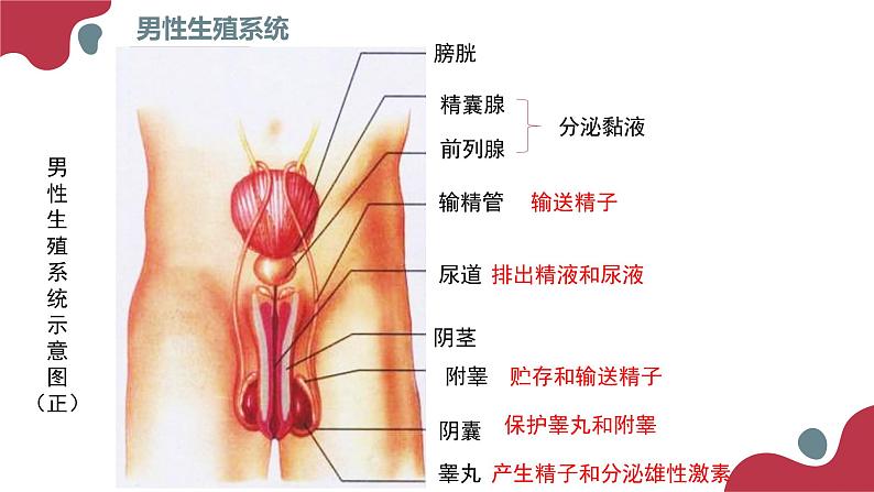 2020--2021学年人教版生物七年级下册 4.1.2人的生殖  课件 （36张PPT）07