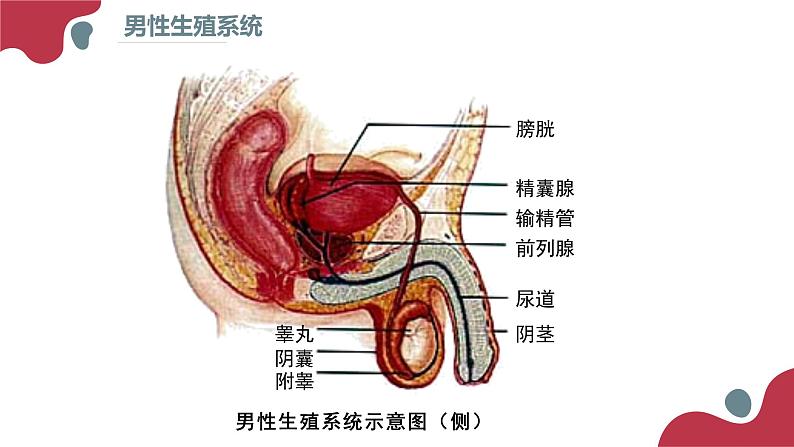 2020--2021学年人教版生物七年级下册 4.1.2人的生殖  课件 （36张PPT）08