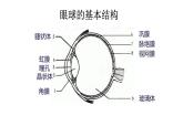 2020—2021学年人教版生物七年级下册课件 4.6.1 人体对外界环境的感知课件 （30张PPT）
