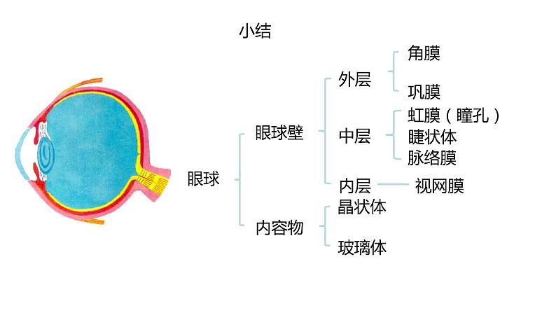 2020—2021学年人教版生物七年级下册课件 4.6.1 人体对外界环境的感知课件 （30张PPT）第7页