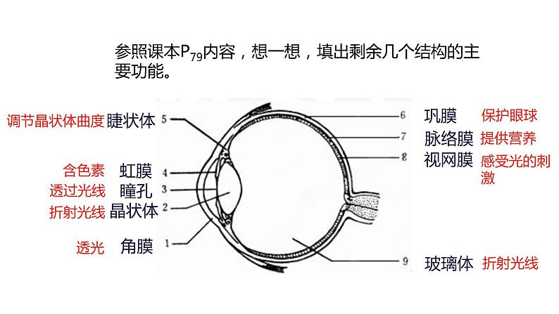 2020—2021学年人教版生物七年级下册课件 4.6.1 人体对外界环境的感知课件 （30张PPT）第8页