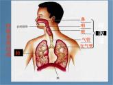 2020--2021学年人教版初中生物七年级下册第四单元第三章 第1节  呼吸道对空气的处理  课件（26张PPT）