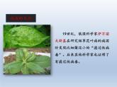 人教版 (新课标) 八年级上册 第五单元 生物圈中的其他生物 第五章 病毒（课件+微课）（打包2份）