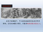 人教版 (新课标) 八年级上册 第五单元 生物圈中的其他生物 第五章 病毒（课件+微课）（打包2份）
