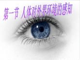 人教版生物七年级下册4.6.1 人体对外界环境的感知 课件（27张PPT）