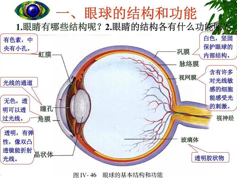 人教版生物七年级下册4.6.1 人体对外界环境的感知 课件（27张PPT）第8页