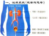 2020—2021学年人教版生物七年级下册 第四单元第五章人体内废物的排出 课件（24张PPT）