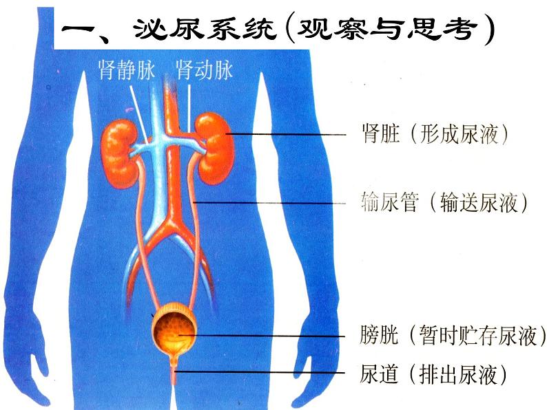 2020—2021学年人教版生物七年级下册 第四单元第五章人体内废物的排出 课件（24张PPT）第3页