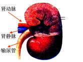 2020—2021学年人教版生物七年级下册 第四单元第五章人体内废物的排出 课件（24张PPT）