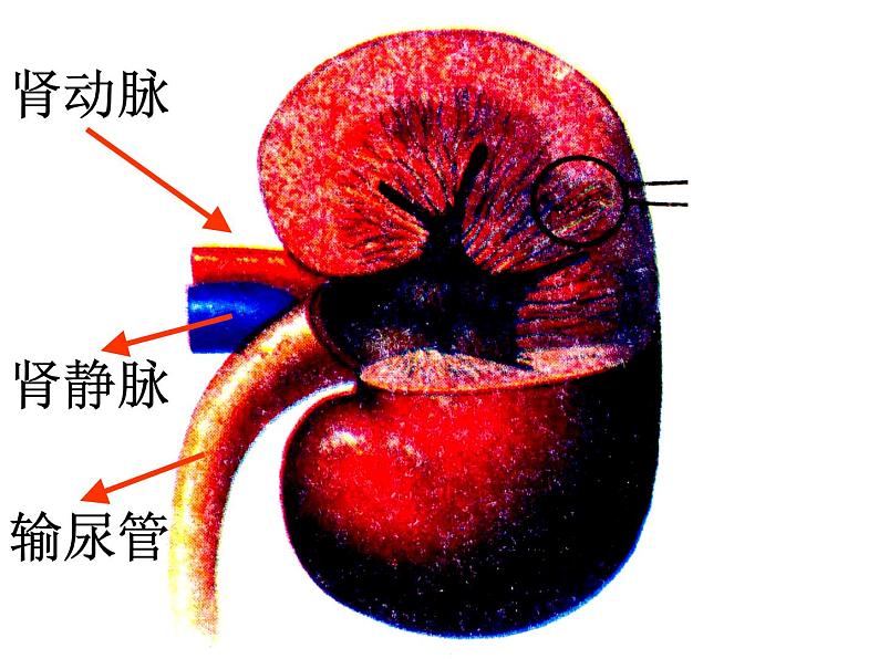 2020—2021学年人教版生物七年级下册 第四单元第五章人体内废物的排出 课件（24张PPT）第5页