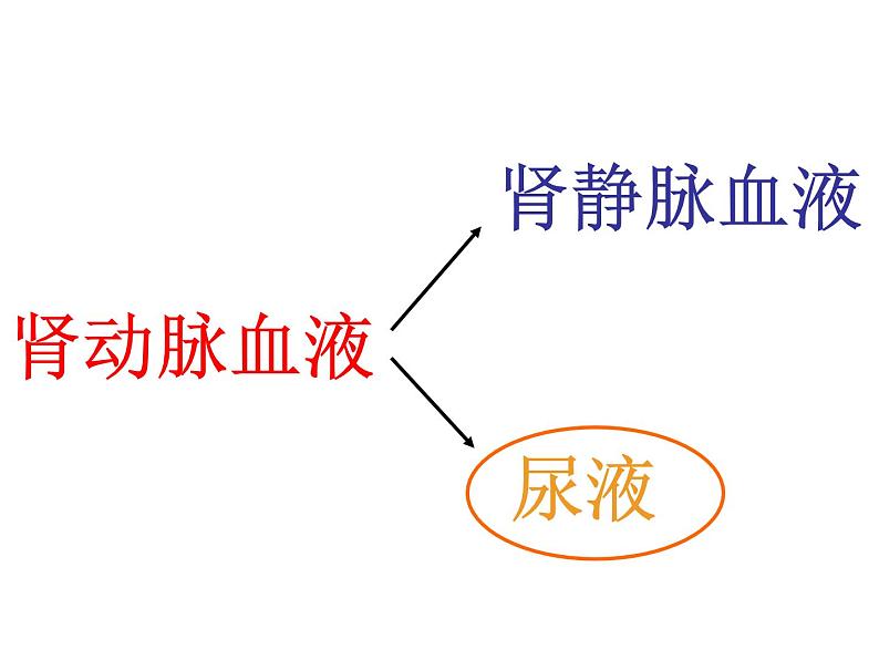 2020—2021学年人教版生物七年级下册 第四单元第五章人体内废物的排出 课件（24张PPT）第6页