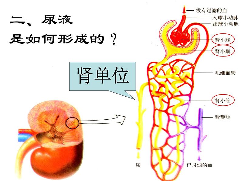 2020—2021学年人教版生物七年级下册 第四单元第五章人体内废物的排出 课件（24张PPT）第7页