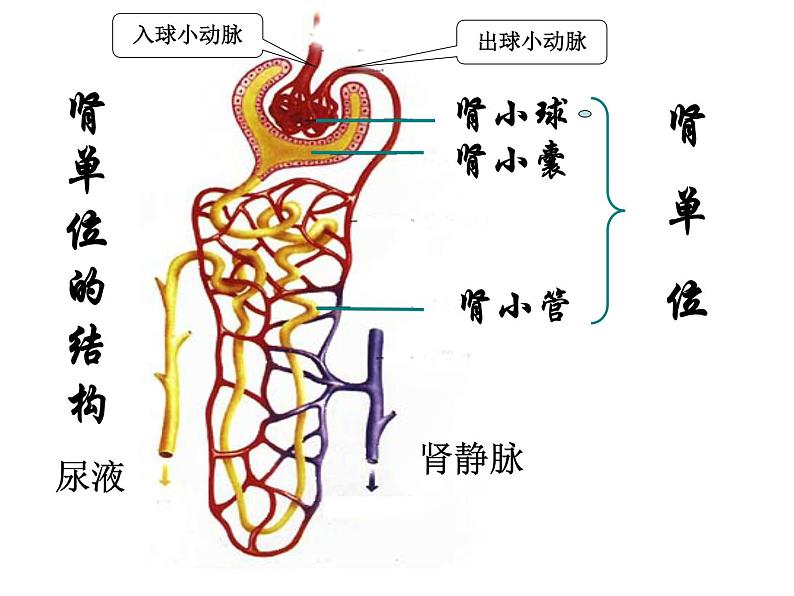 2020—2021学年人教版生物七年级下册 第四单元第五章人体内废物的排出 课件（24张PPT）第8页