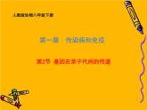 2020-2021学年人教版生物八年级下册7.2.2 基因在亲子代间的传递 课件