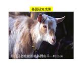 2020-2021学年人教版生物八年级下册7.2.2 基因在亲子代间的传递 课件
