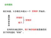 2020-2021学年人教版生物八年级下册7.2.2 基因在亲子代间的传递 课件