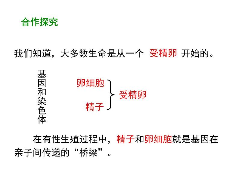 2020-2021学年人教版生物八年级下册7.2.2 基因在亲子代间的传递 课件05