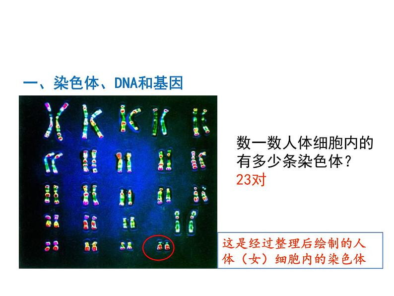 2020-2021学年人教版生物八年级下册7.2.2 基因在亲子代间的传递 课件06