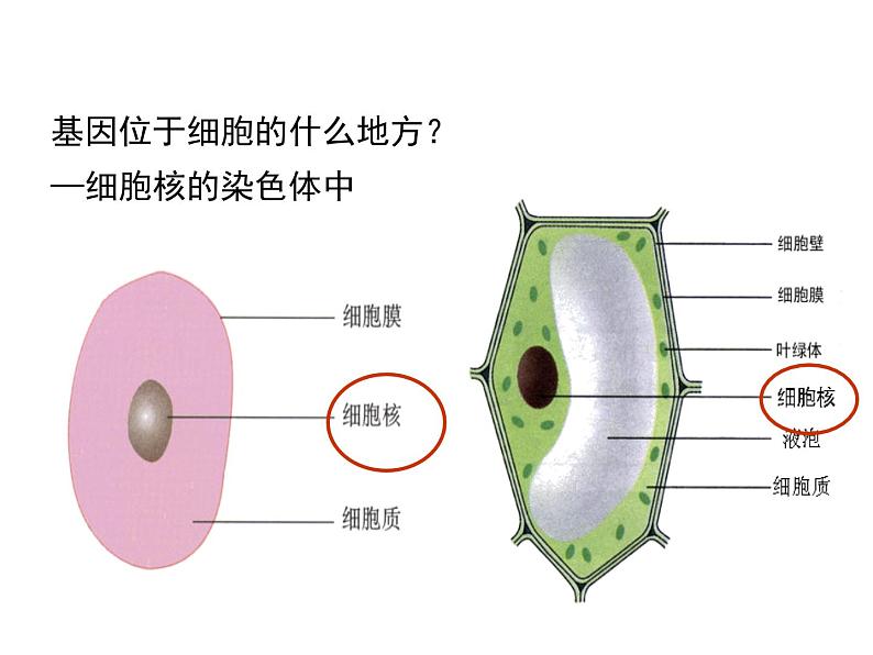 2020-2021学年人教版生物八年级下册7.2.2 基因在亲子代间的传递 课件07