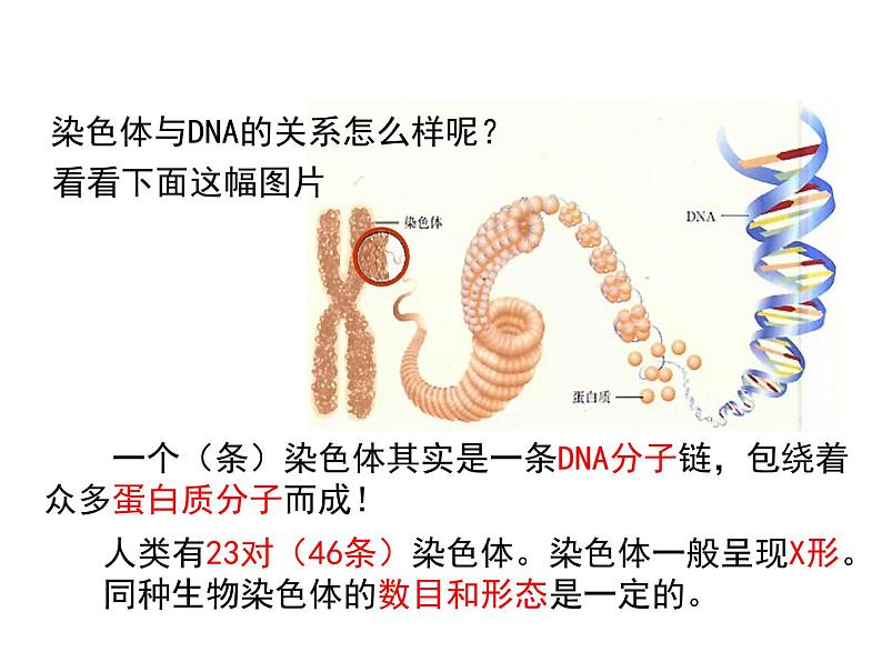 2020-2021学年人教版生物八年级下册7.2.2 基因在亲子代间的传递 课件08